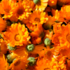Le macérât de calendula Baume Calendula