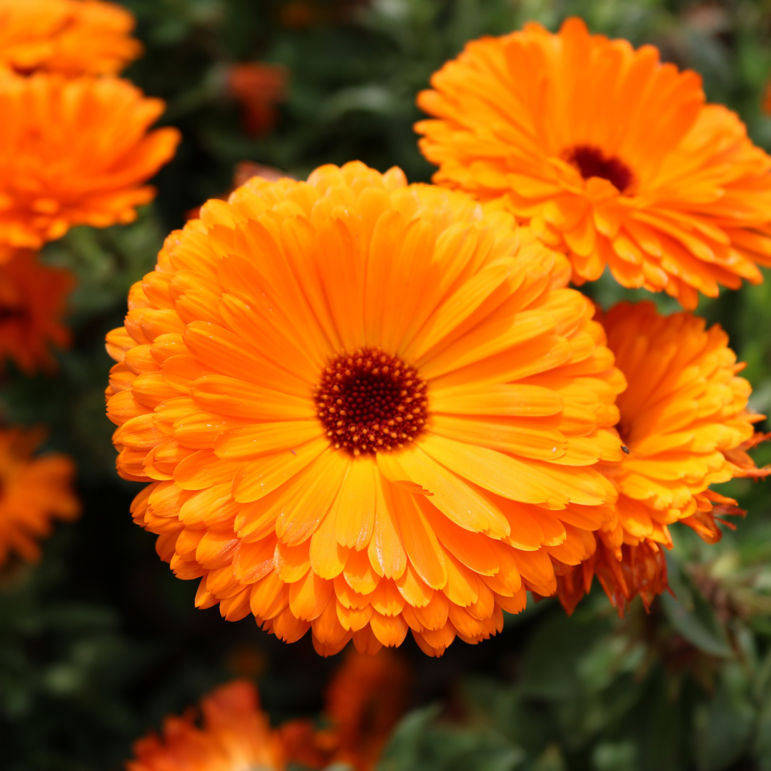 Le-macerat-de-calendula-3 Le-macerat-de-calendula-3