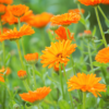 Le-macerat-de-calendula-4 Macérât de calendula