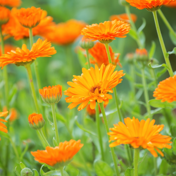 Le-macerat-de-calendula-4 Macérât de calendula