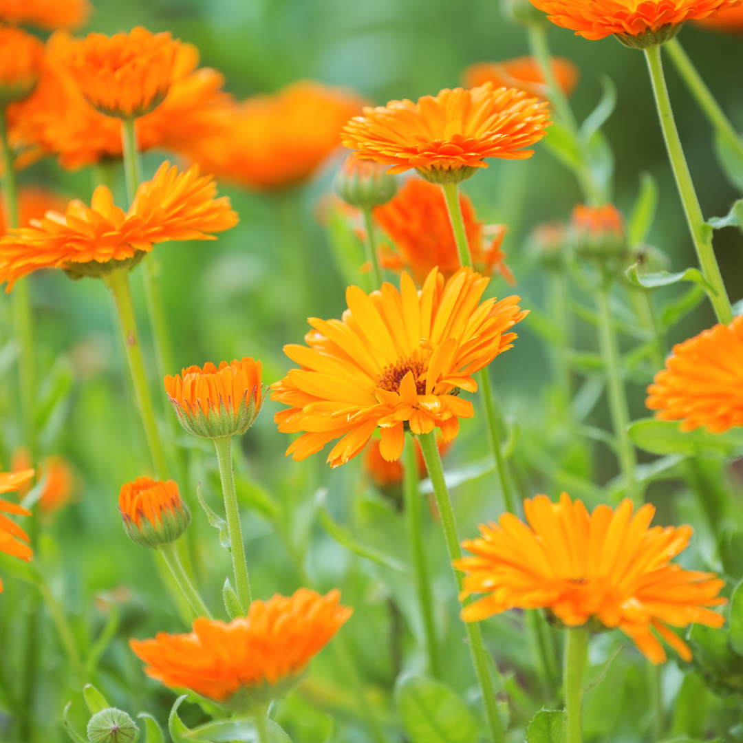Le-macerat-de-calendula-4 Le-macerat-de-calendula-4