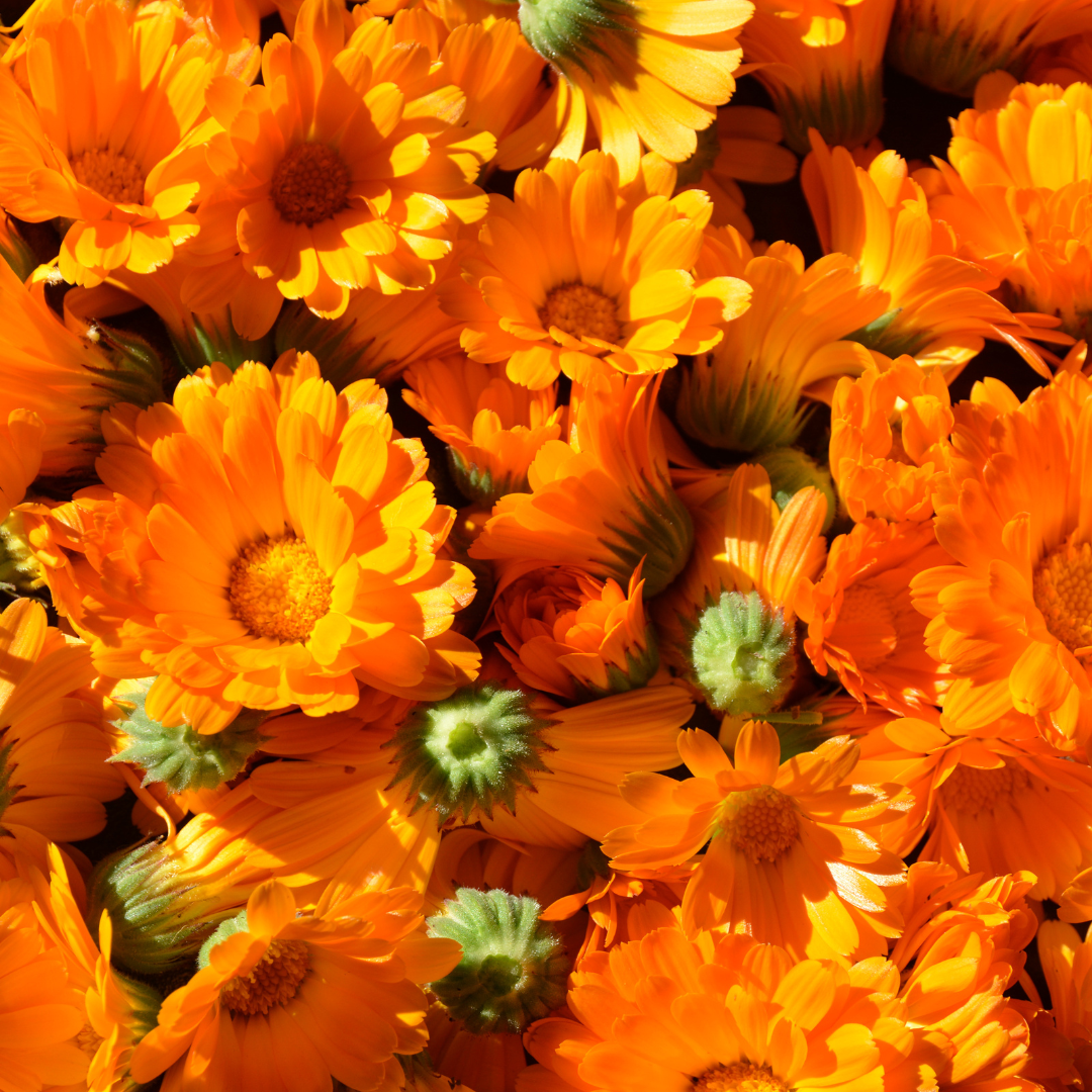 Le macérât de calendula Le macérât de calendula
